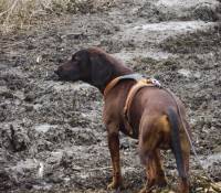 Schweissarbejde schweisshunde eftersôkshund ettersøkshund bjergschweisshund