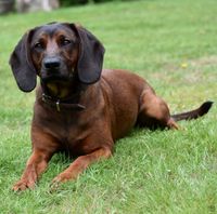 Bayrischer gebirgsschweisshund bgs bayersk viltsporhund trackingdog zweethond