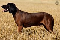 Breeding male bavarianmountainhound bgs dekreu beiersebergzweethond trackingdog