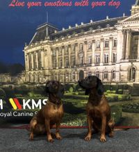 Brussel Dogshow rougedebaviere Rougebavière Trackingroots