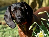 Bayersk viltsporhund viltspårhund viltspår eftersøkshund