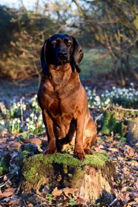 Bavarian mountainhound mountaindog schenthound