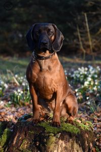 Bavarianmountainscenthound trackingdog trackingroots