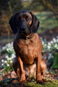 Bgs-mauser bavarian mountainhound mountaindog