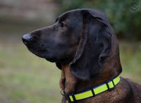 BVarianmountainscenthound breeder kennel