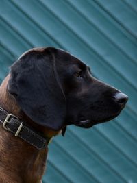 Bayerskbjergschweisshund avlshund avl hanhund bayersk bjergschweisshund viltsporhund viltspårhund
