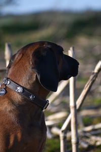 Bavarian mountainhound bmh