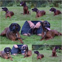 Tracking roots bayersk bjergschweisshund viltsporhund bayrischer gebirgsschweisshund bgs