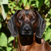 Beiersebergzweethond bayersk bjergschweisshund trackingroots