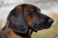 Bayersk bjergschweisshund viktsporhund viltspårhund baijerinvuoristovihikoira