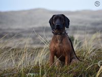 Bayersk bjergschweisshund viltsporhund viltsp&aring;rhund