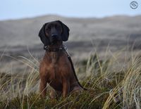 Bayerskbjergsschseisshund denmark dansk hunde
