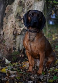 Bayersk bjergschweisshund viltsporhund viltspårhund trackingroots