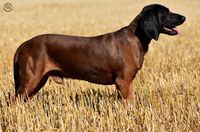 Avlhund bayersk viltsporhund eftersokhund bjergschweisshund viktsp&aring;rhund