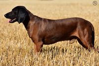 Avlshund HD-A avl hanhund bayersk bjergschweisshund denmark