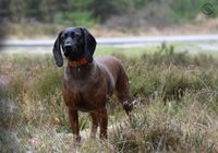 Denmark hunde jagthundene schweisshund bayrischergebirgsschwei&szlig;hund