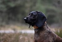 Ettersokhund eftersokhund viltsporhund denmark bjergschweiss dkk