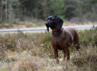 Viltsporhund viltsp&aring;rhund bjergschweisshund bayersk