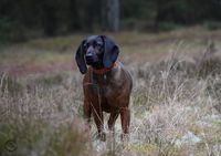 Bayersk bjergschweisshund viltsporhund viltsp&aring;rhund