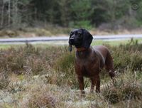 Schweisshunde denmark opdr&aelig;tter dkk dansk hunde jagt