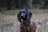 Trackingroots bgs-mauser bjergschweissshund opdrætter denmark viltsporhund viltspårhund