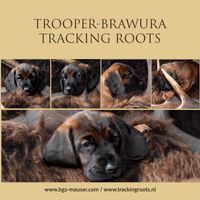 Trooper-Brawura Tracking Roots