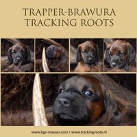 Trapper-Brawura Tracking Roots