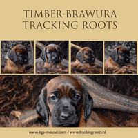 Timber-Brawura Tracking Roots