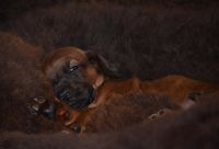 Bavarian mountaindog mountainhound bmh breeder bavarianmountainscenthound