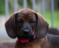 Bavarian mountainhound