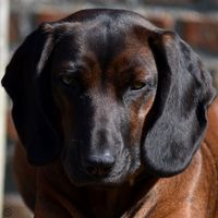 Bayersk viltsporhund viltspårhund bjergschweisshund denmark sweden norway